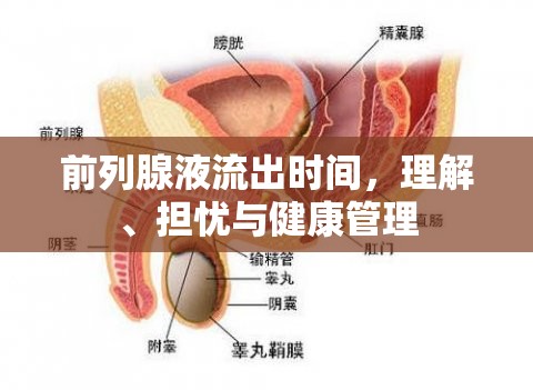前列腺液流出時間，理解、擔(dān)憂與健康管理