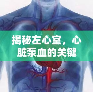 揭秘左心室，心臟泵血的關(guān)鍵環(huán)節(jié)
