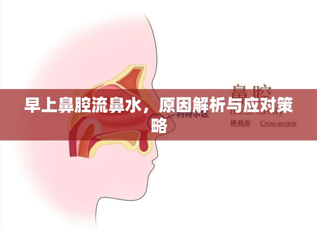 早上鼻腔流鼻水，原因解析與應(yīng)對(duì)策略
