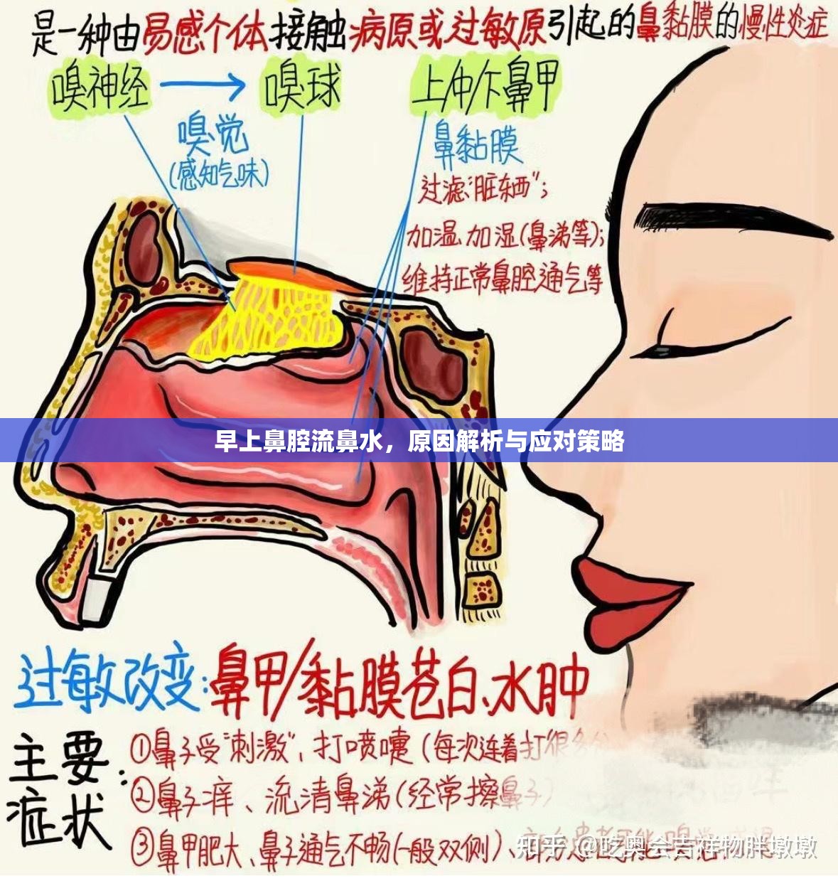 早上鼻腔流鼻水，原因解析與應(yīng)對(duì)策略