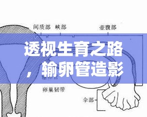 透視生育之路，輸卵管造影的流動(dòng)藝術(shù)