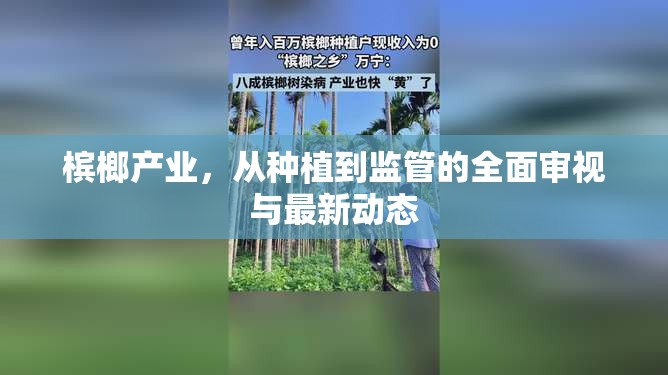 檳榔產(chǎn)業(yè)，從種植到監(jiān)管的全面審視與最新動態(tài)