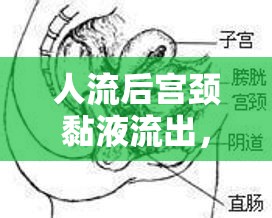 人流后宮頸黏液流出，生理變化與應(yīng)對(duì)措施揭秘
