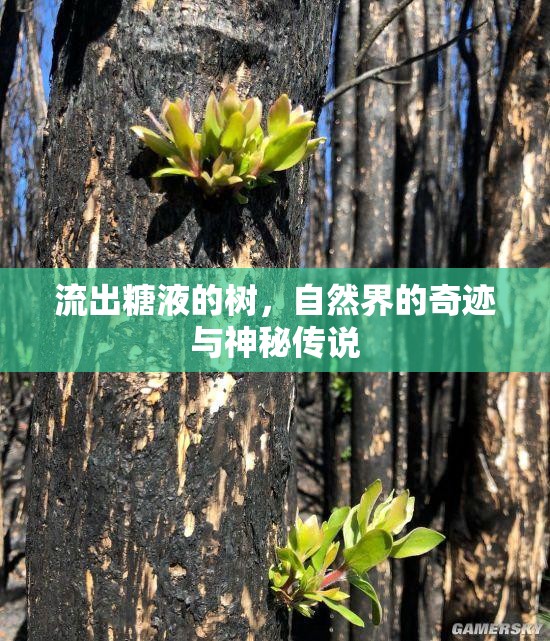 流出糖液的樹，自然界的奇跡與神秘傳說