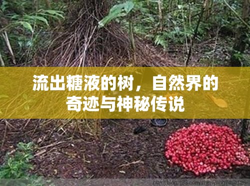 流出糖液的樹，自然界的奇跡與神秘傳說
