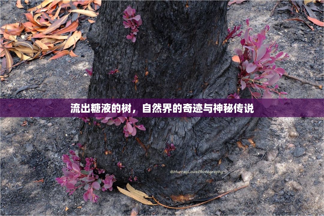 流出糖液的樹，自然界的奇跡與神秘傳說