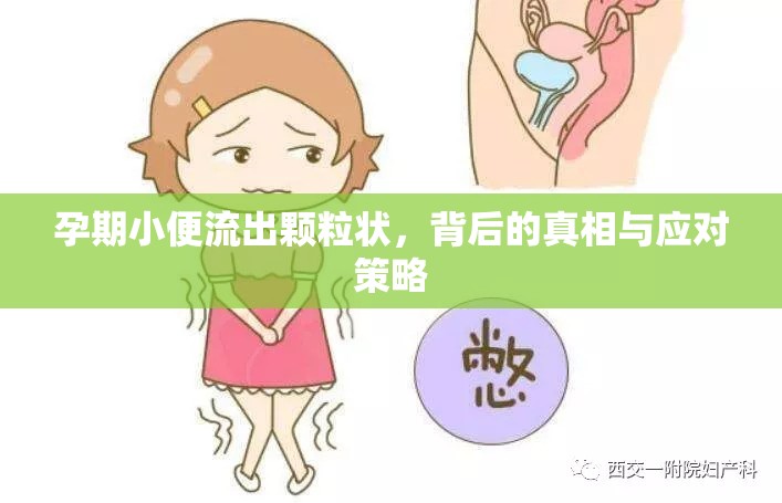 孕期小便流出顆粒狀，背后的真相與應(yīng)對(duì)策略