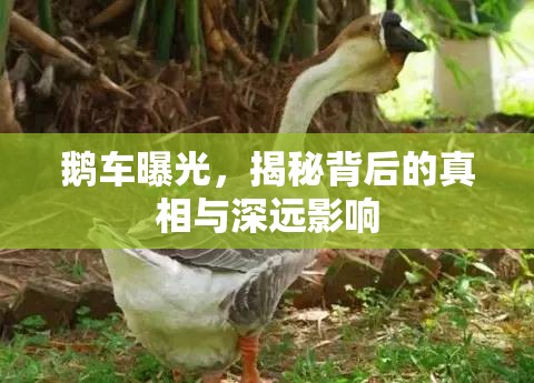 鵝車曝光，揭秘背后的真相與深遠(yuǎn)影響