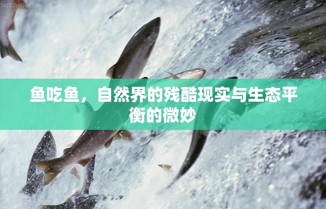 魚吃魚，自然界的殘酷現(xiàn)實(shí)與生態(tài)平衡的微妙