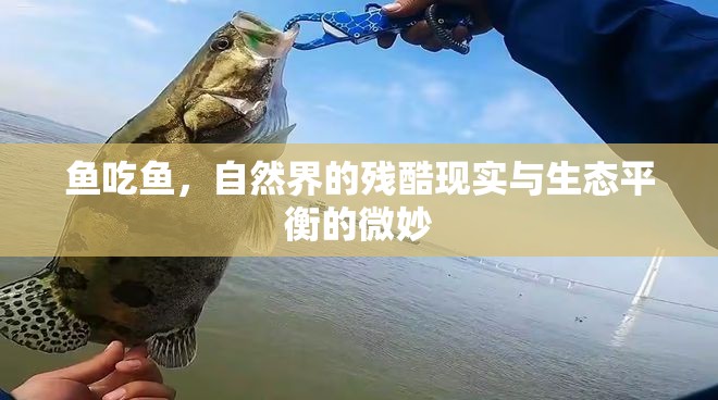 魚吃魚，自然界的殘酷現(xiàn)實(shí)與生態(tài)平衡的微妙