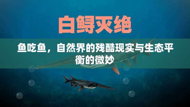 魚吃魚，自然界的殘酷現(xiàn)實(shí)與生態(tài)平衡的微妙