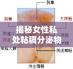 揭秘女性私處粘稠分泌物，了解背后的真相