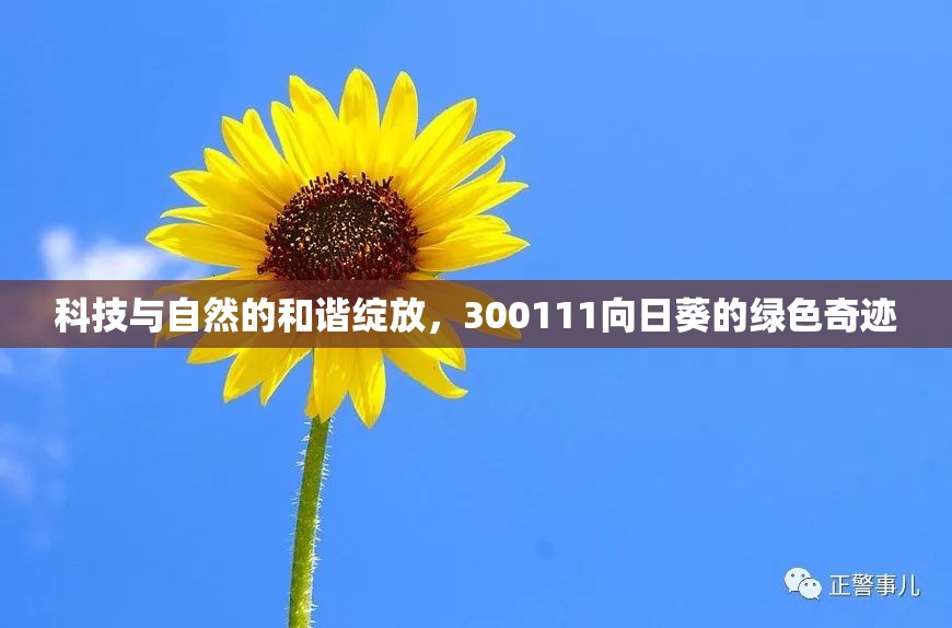 科技與自然的和諧綻放，300111向日葵的綠色奇跡