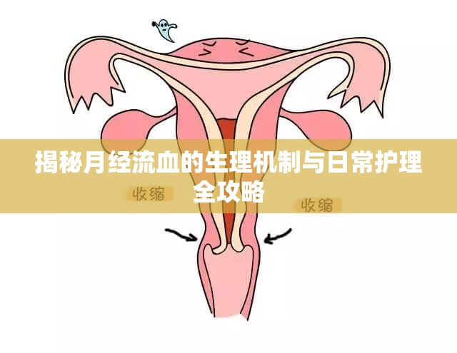 揭秘月經(jīng)流血的生理機(jī)制與日常護(hù)理全攻略