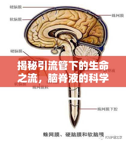 揭秘引流管下的生命之流，腦脊液的科學(xué)管理與護(hù)理