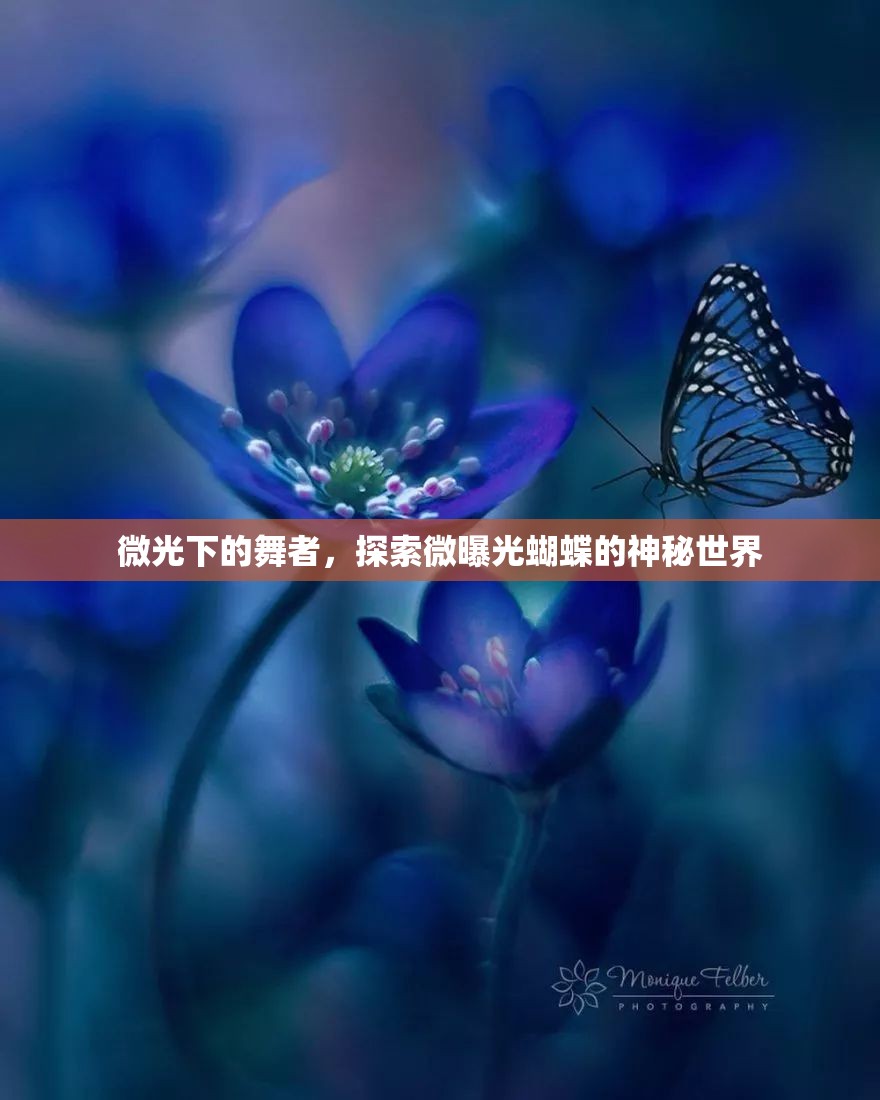 微光下的舞者，探索微曝光蝴蝶的神秘世界