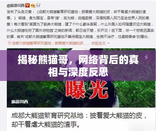 揭秘熊貓哥，網(wǎng)絡(luò)背后的真相與深度反思