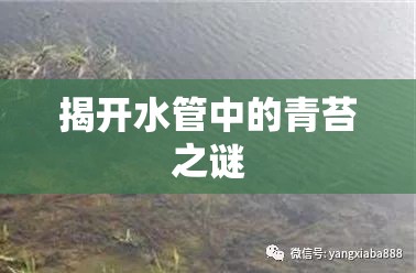 揭開(kāi)水管中的青苔之謎