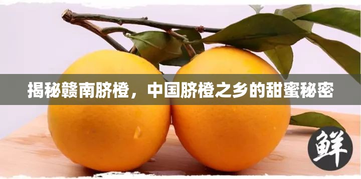 揭秘贛南臍橙，中國臍橙之鄉(xiāng)的甜蜜秘密