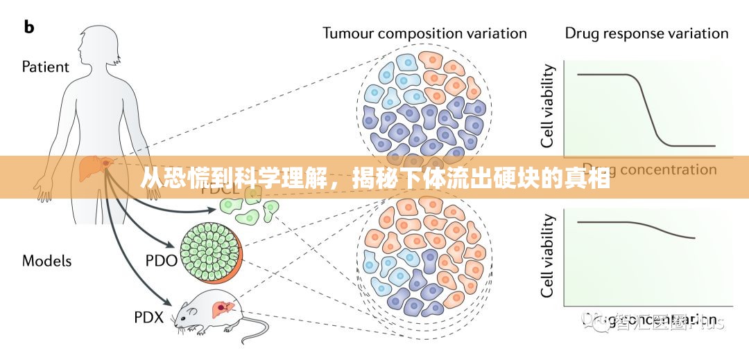 從恐慌到科學理解，揭秘下體流出硬塊的真相