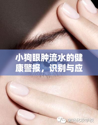 小狗眼腫流水的健康警報，識別與應(yīng)對策略