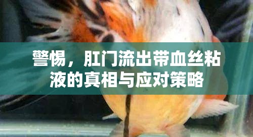 警惕，肛門流出帶血絲粘液的真相與應(yīng)對策略