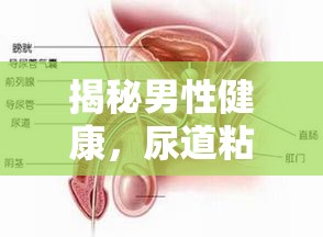 揭秘男性健康，尿道粘液流出的真相與應(yīng)對(duì)策略