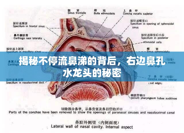 揭秘不停流鼻涕的背后，右邊鼻孔水龍頭的秘密