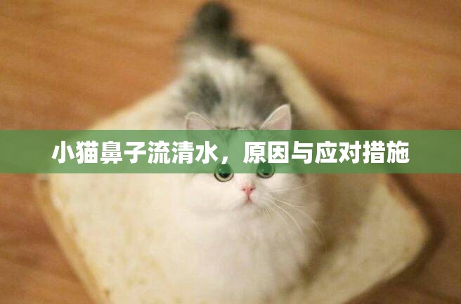 小貓鼻子流清水，原因與應(yīng)對(duì)措施