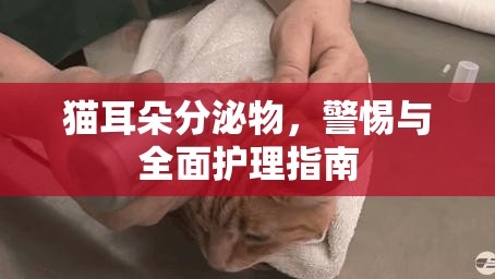 貓耳朵分泌物，警惕與全面護理指南