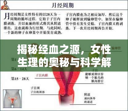 揭秘經(jīng)血之源，女性生理的奧秘與科學解析