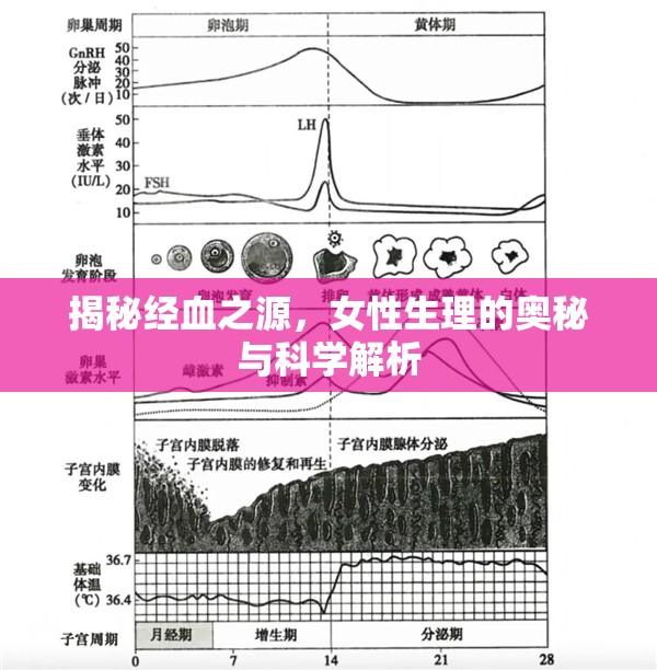 揭秘經(jīng)血之源，女性生理的奧秘與科學解析