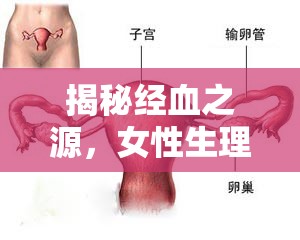 揭秘經(jīng)血之源，女性生理的奧秘與科學解析