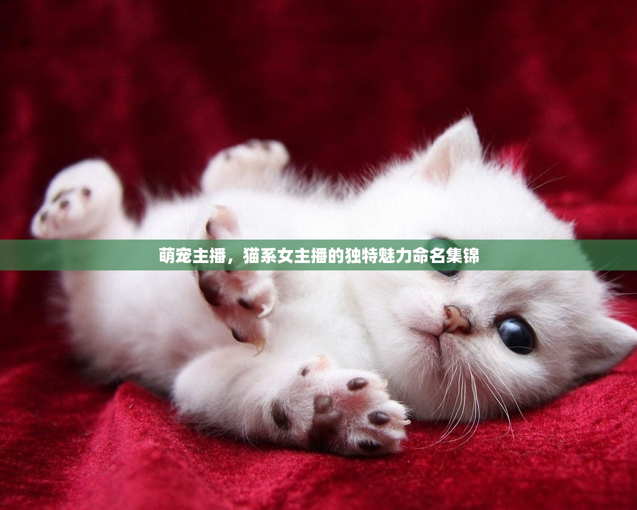 萌寵主播，貓系女主播的獨(dú)特魅力命名集錦