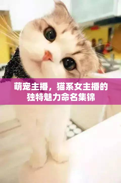 萌寵主播，貓系女主播的獨(dú)特魅力命名集錦