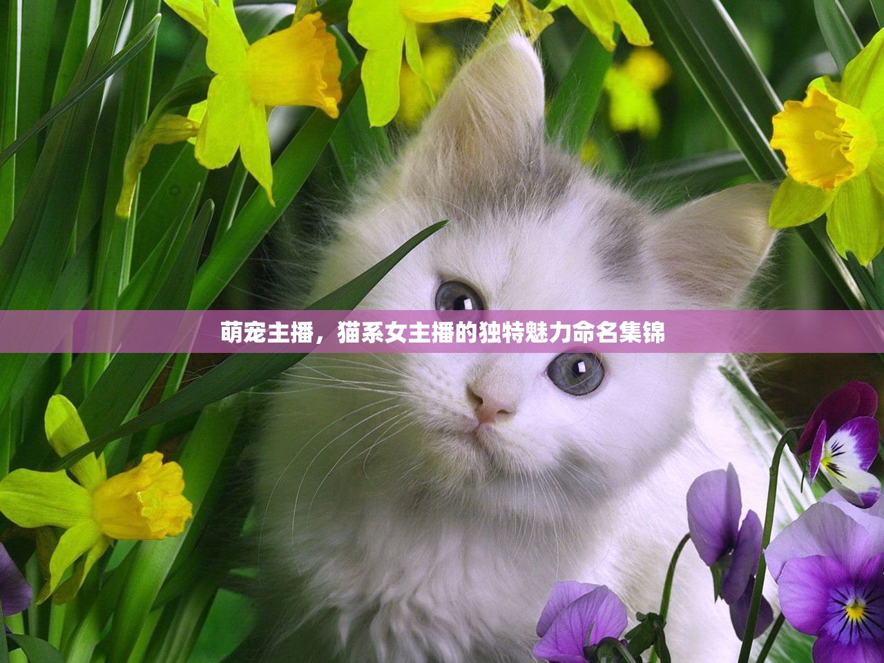 萌寵主播，貓系女主播的獨(dú)特魅力命名集錦