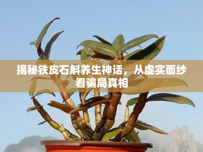 揭秘鐵皮石斛養(yǎng)生神話，從虛實(shí)面紗看騙局真相