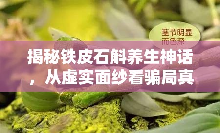 揭秘鐵皮石斛養(yǎng)生神話，從虛實(shí)面紗看騙局真相