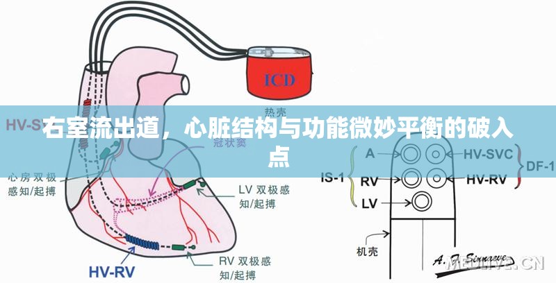 右室流出道，心臟結(jié)構(gòu)與功能微妙平衡的破入點(diǎn)