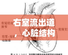 右室流出道，心臟結(jié)構(gòu)與功能微妙平衡的破入點(diǎn)
