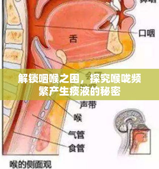 解鎖咽喉之困，探究喉嚨頻繁產(chǎn)生痰液的秘密