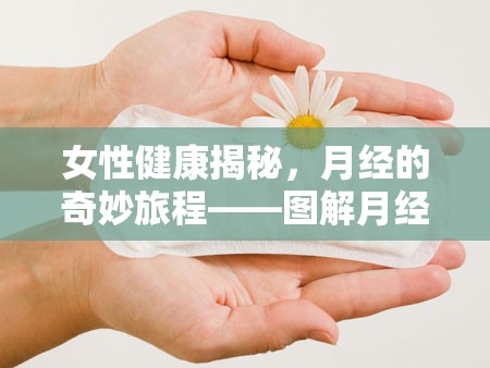 女性健康揭秘，月經(jīng)的奇妙旅程——圖解月經(jīng)的流出路徑