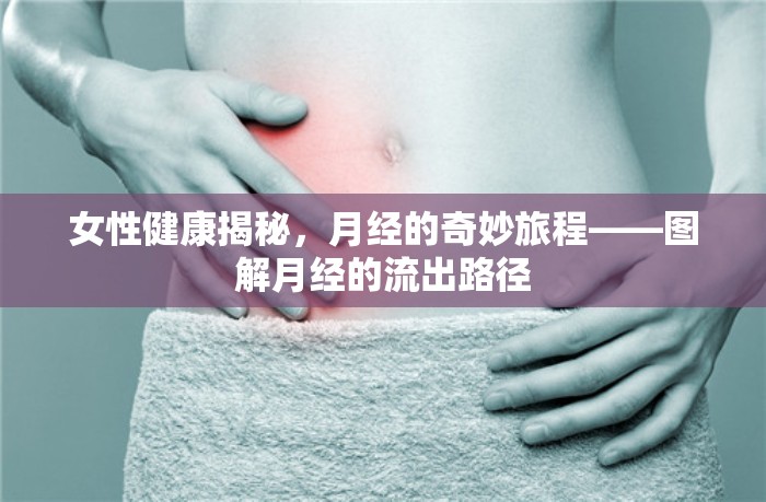 女性健康揭秘，月經(jīng)的奇妙旅程——圖解月經(jīng)的流出路徑