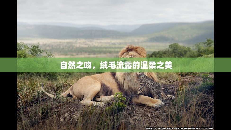 自然之吻，絨毛流露的溫柔之美