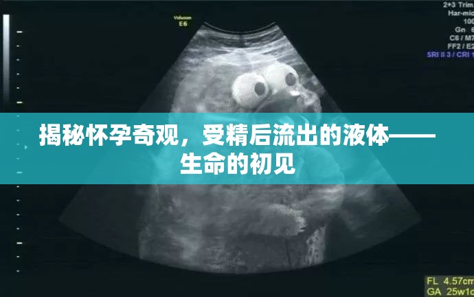 揭秘懷孕奇觀，受精后流出的液體——生命的初見