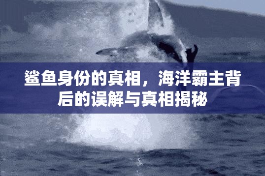 鯊魚身份的真相，海洋霸主背后的誤解與真相揭秘