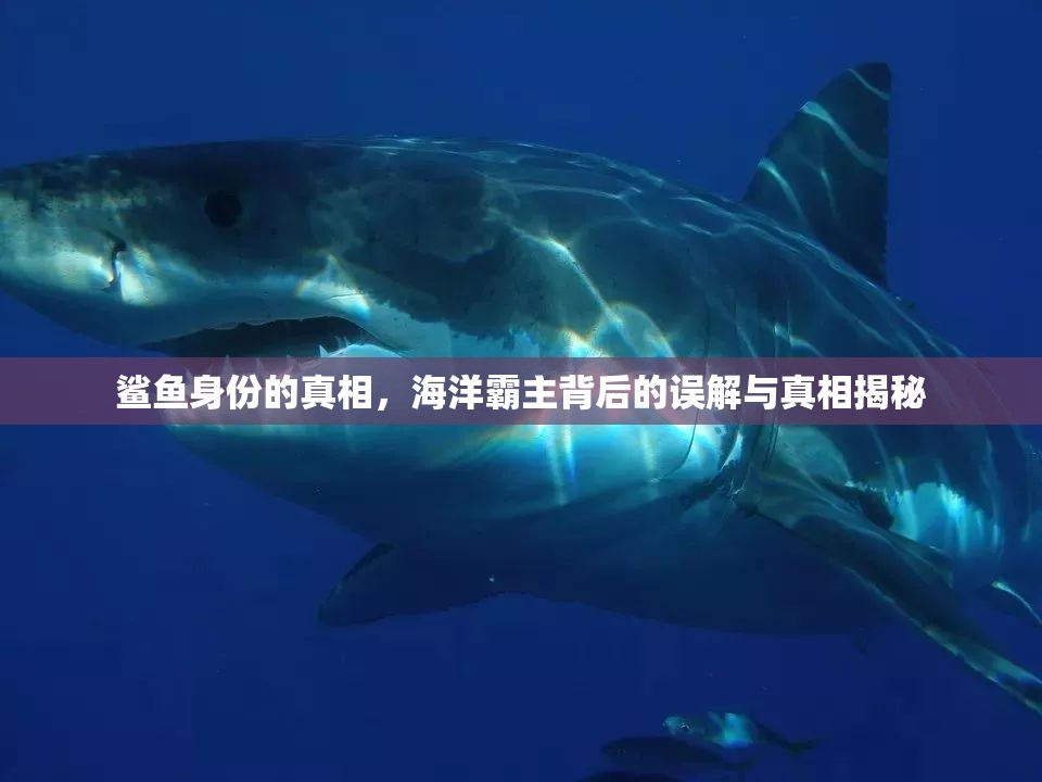 鯊魚身份的真相，海洋霸主背后的誤解與真相揭秘