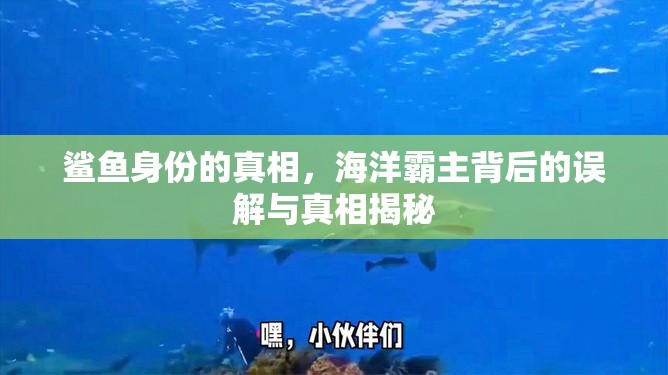 鯊魚身份的真相，海洋霸主背后的誤解與真相揭秘