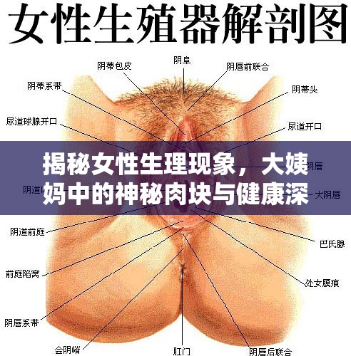 揭秘女性生理現(xiàn)象，大姨媽中的神秘肉塊與健康深度探討