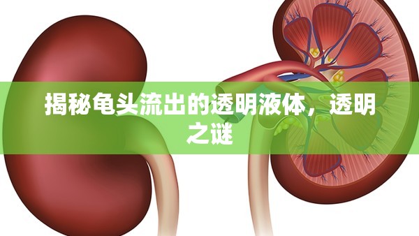 揭秘龜頭流出的透明液體，透明之謎